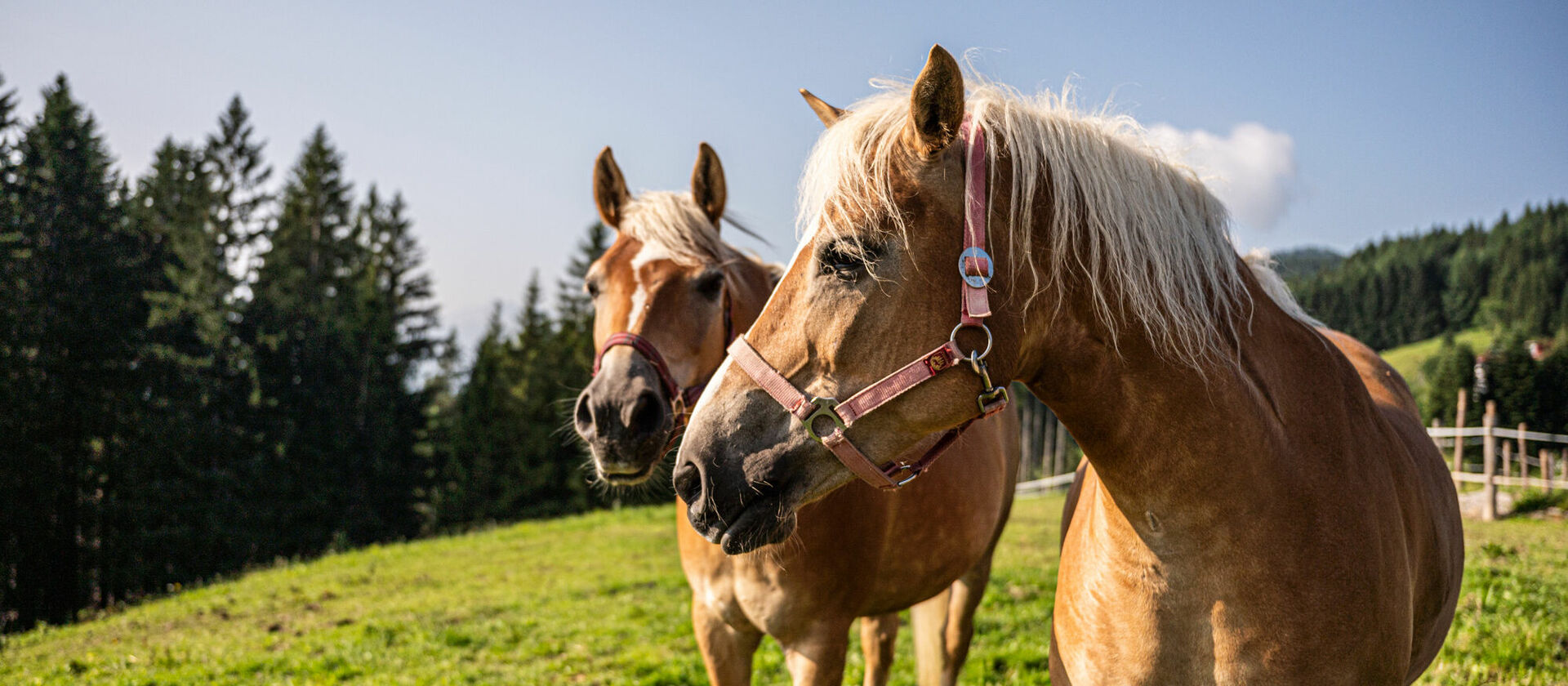 Reitmöglichkeiten im Allgäu im Kinderhotel Allgäuer Berghof
