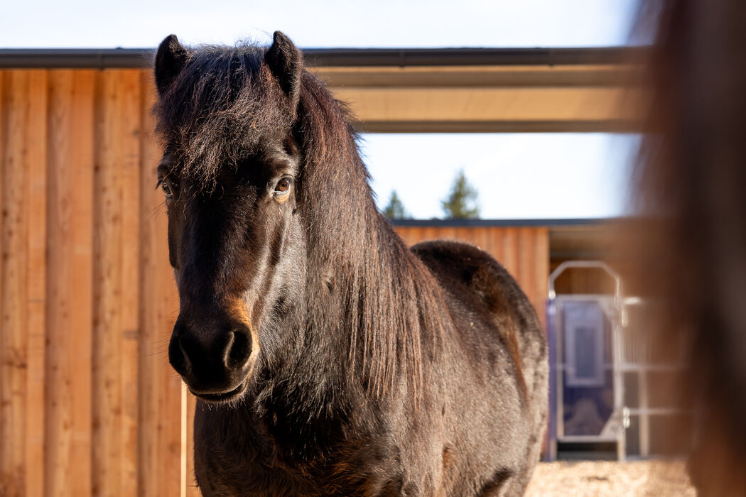 Familienhotel im Allgäu mit Pferden - Kinderhotel Allgäuer Berghof