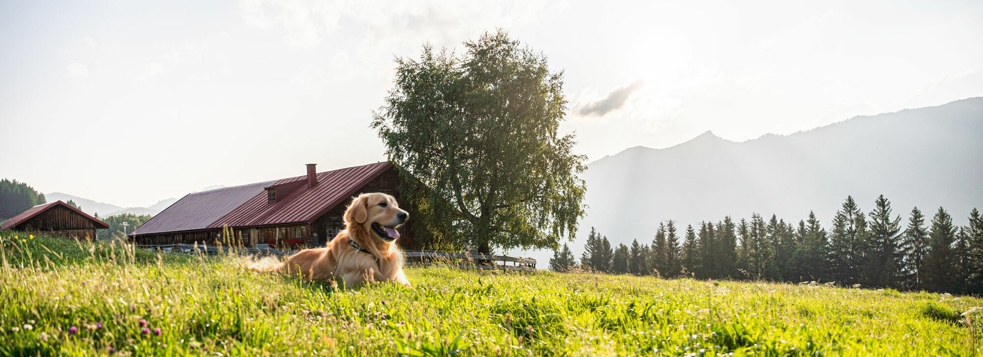 Familienurlaub mit Hund im Kinderhotel Allgäuer Berghof