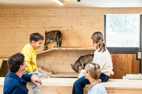 Streichelzoo mit Ziegenstall im Kinderhotel Allgäuer Berghof