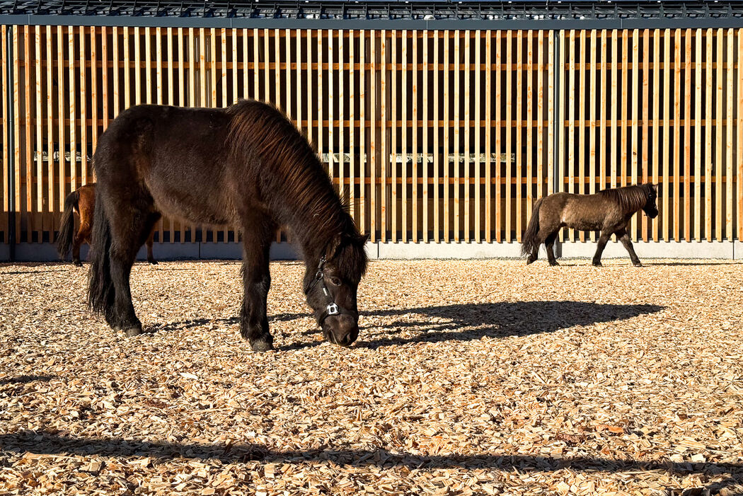 Pferde im Kinderhotel Allgäuer Berghof