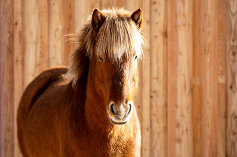 Reiten auf Isländer Pferden im Kinderhotel Allgäuer Berghof 