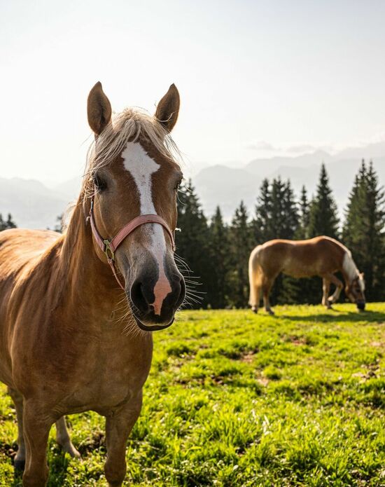 Reitabenteuer erleben auf dem Kinderhotel Allgäuer Berghof