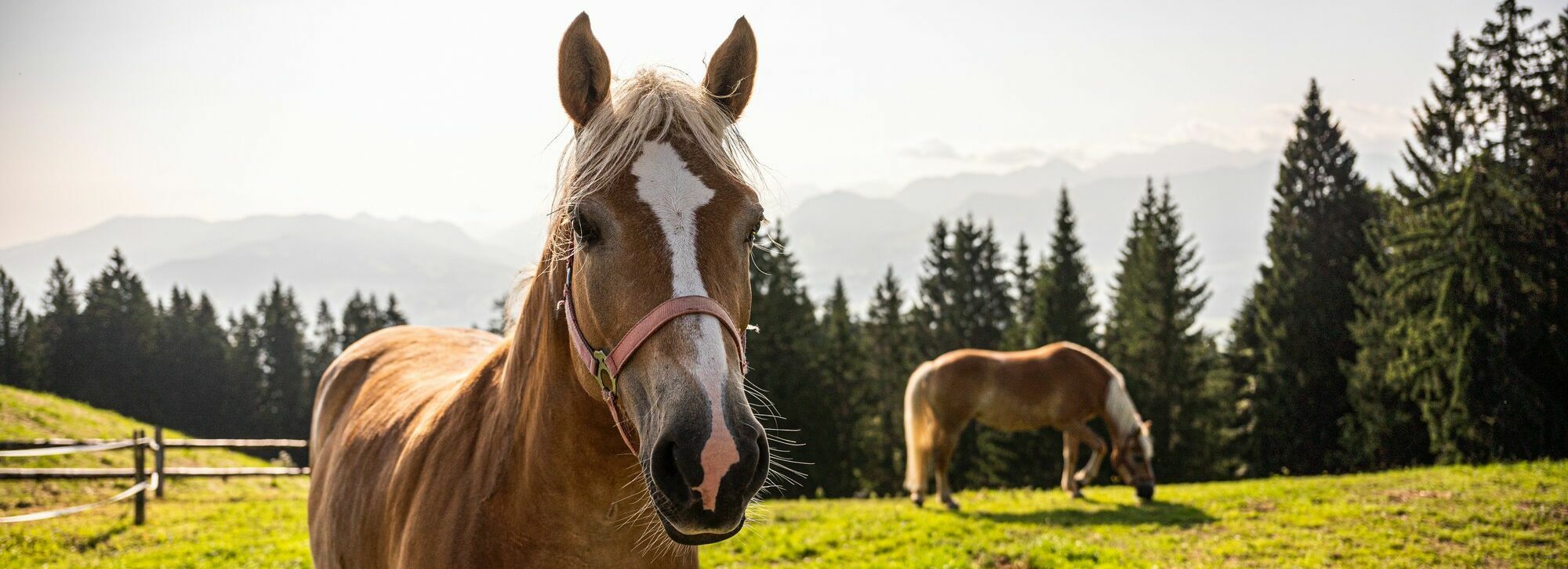 Reitabenteuer erleben auf dem Kinderhotel Allgäuer Berghof