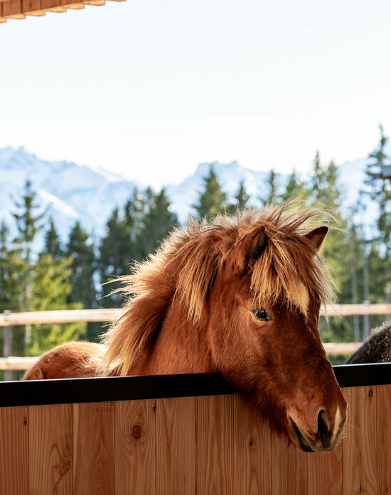 Familienhotel im Allgäu mit Pferden - Kinderhotel Allgäuer Berghof