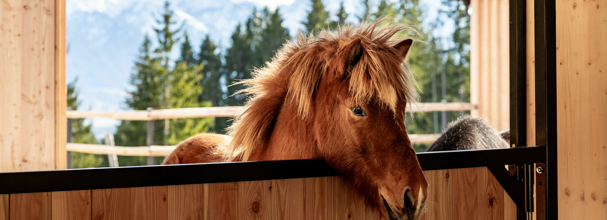 Familienhotel im Allgäu mit Pferden - Kinderhotel Allgäuer Berghof