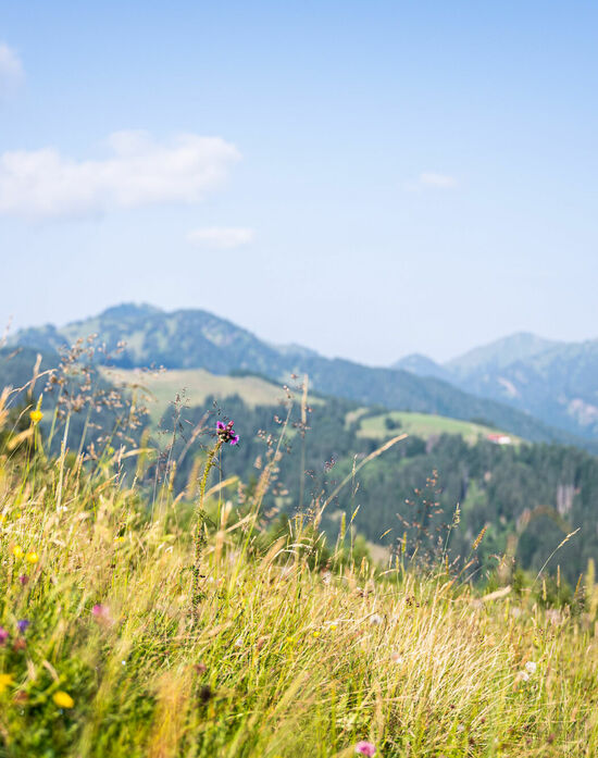 Wandern im Kinderhotel Allgäuer Berghof mit der Familie
