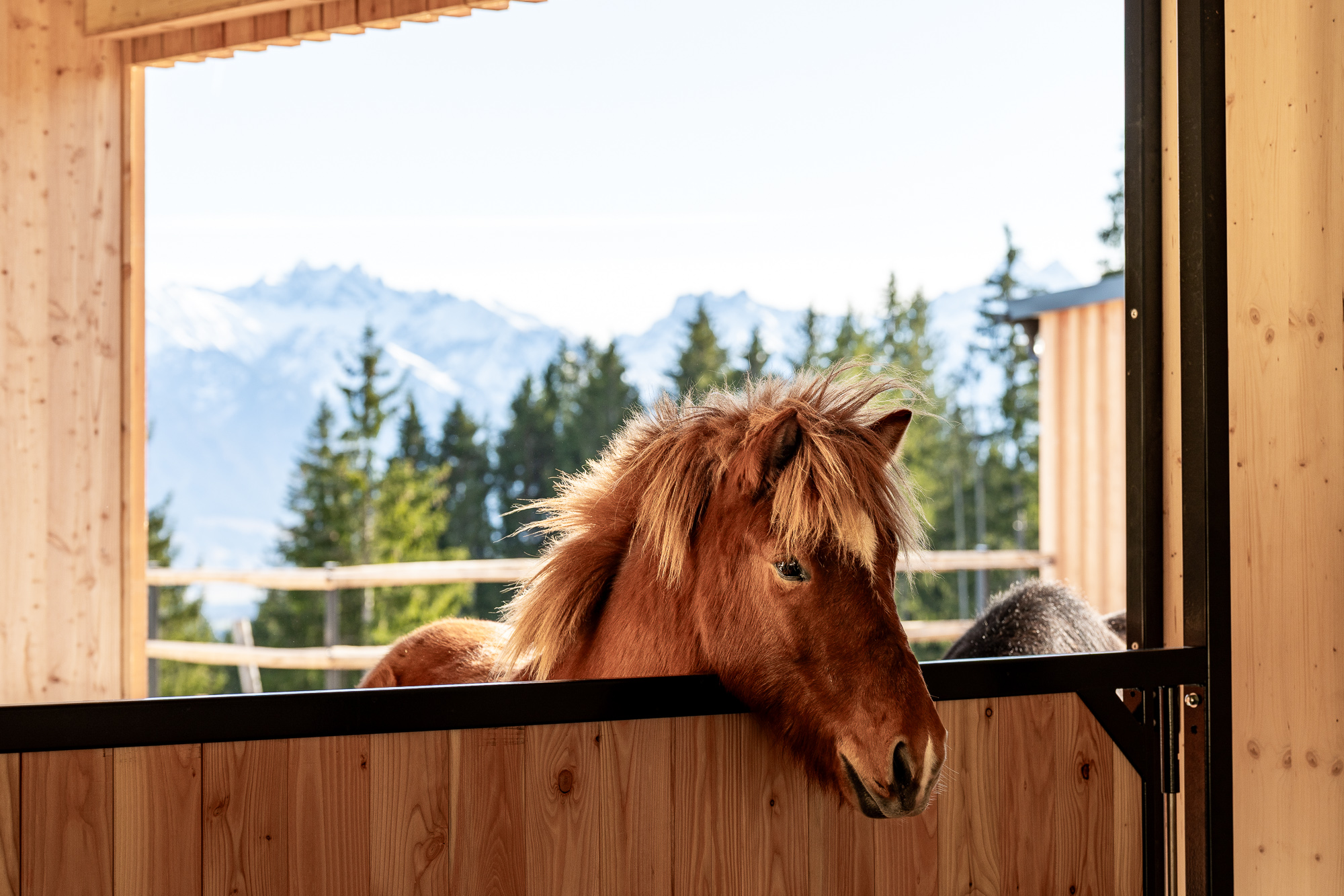 Pferdestall und Reithalle am Kinderhotel Allgäuer Berghof 