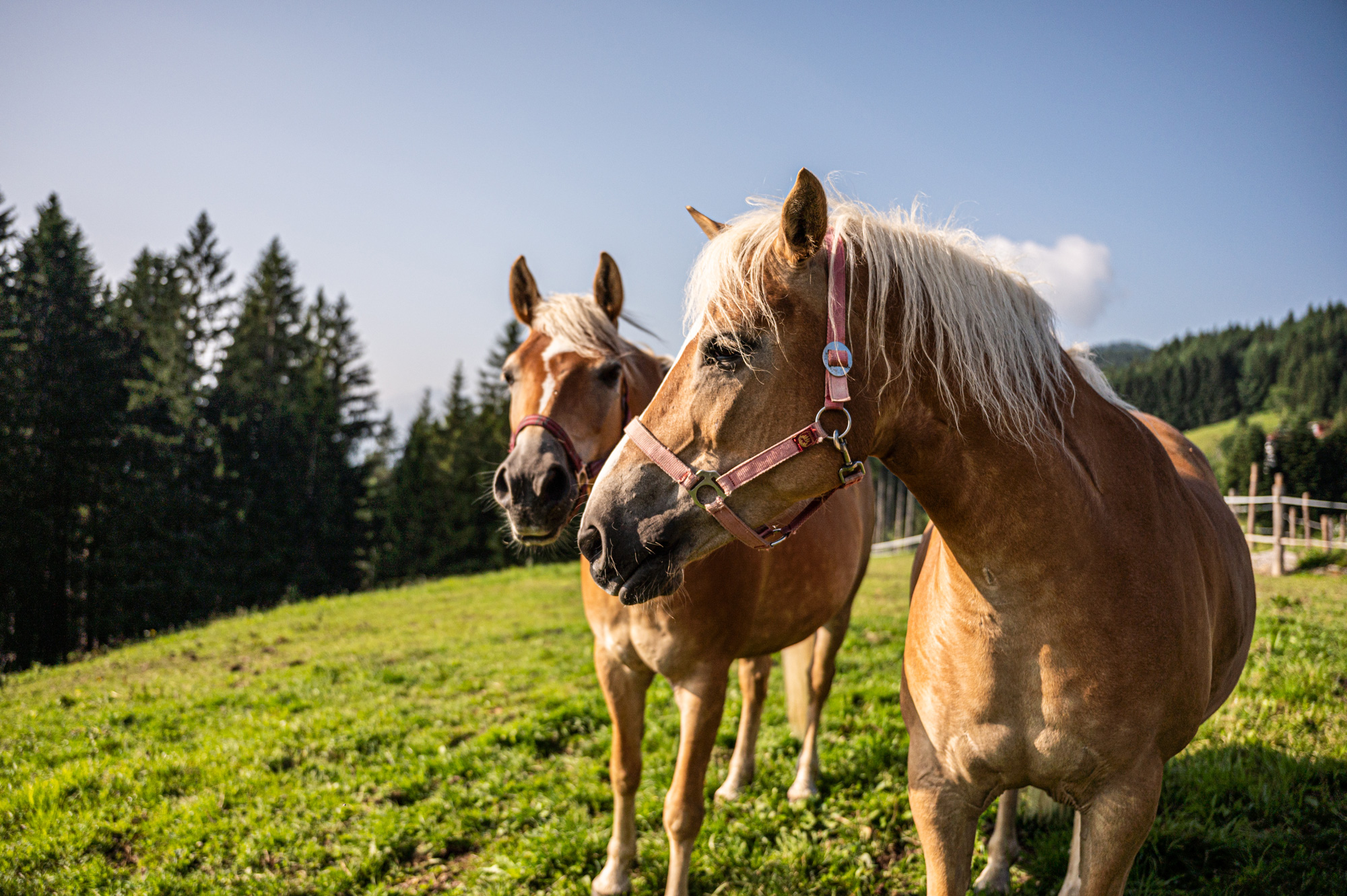 Hotel mit Reitmöglichkeiten Allgäu – Kinderhotel Allgäuer Berghof Reitmöglichkeiten im Allgäu im Kinderhotel Allgäuer Berghof