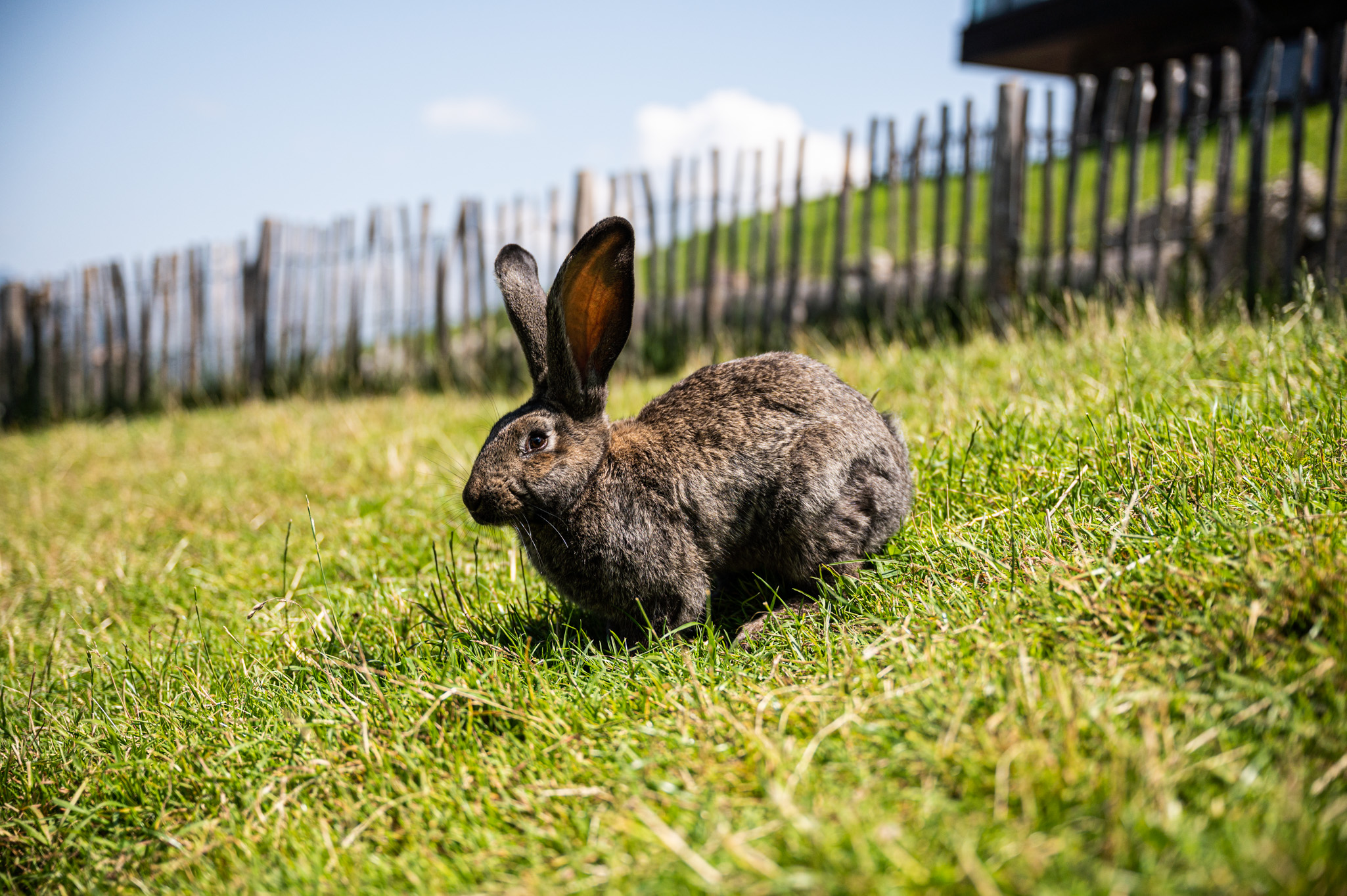 Familienhotel im Allgäu mit Streichelzoo - Kinderhotel Allgäuer Berghof Streichelzoo im Kinderhotel Allgäuer Berghof